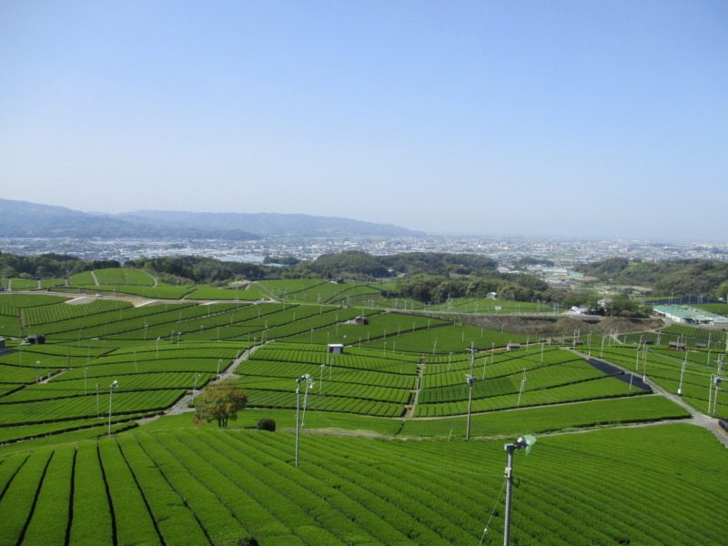 「博多あまおう＆福岡八女茶フェア」　2024年1月4日（木）から3月31日（日）迄