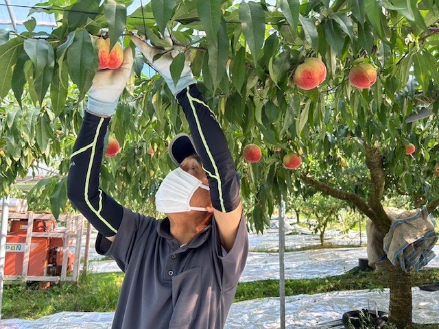 早生桃をいち早く堪能!福岡県産もものパフェ(1日5食限定/予約制)
